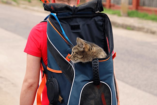 How to Train Your Cat to Ride in a Cat Backpack How to Train Your Cat to Ride in a Cat Backpack
